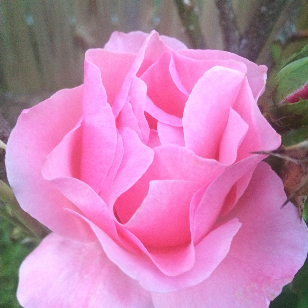 Meet your Posher, Mary